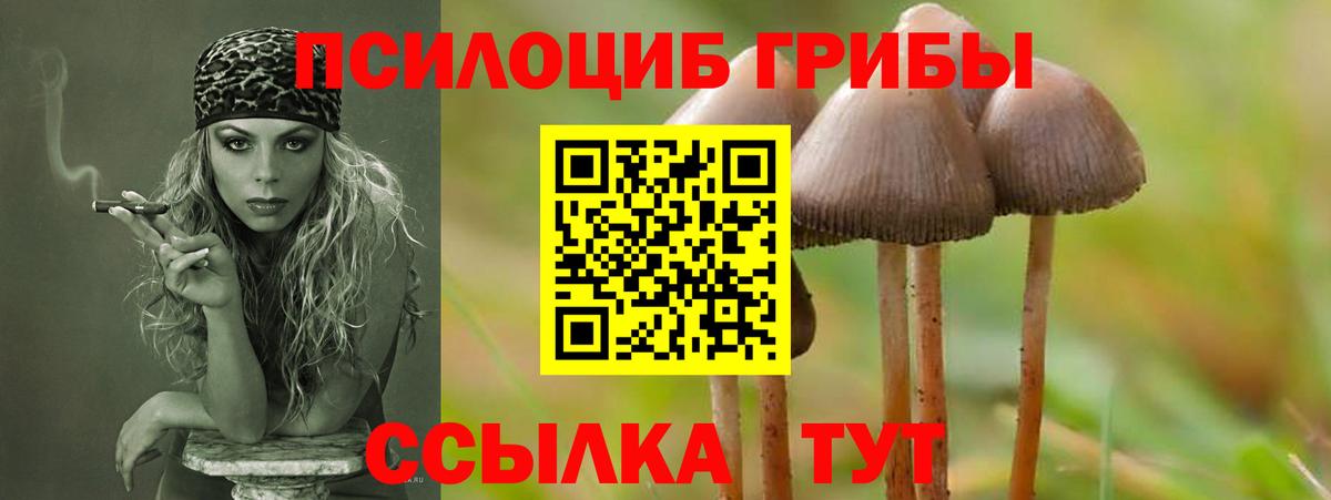 Псилоцибиновые грибы GOLDEN TEACHER  Вход с VPN  Владивосток  Псилоцибиновые грибы ЛСД 